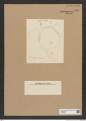 Diatomeae indet. Zeichnungen Sammlung Grunow Nr. 7547 (NHMW-BOT-W0376693)